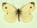 Pieris napi female (aberrant form sulphurea + trans-semimaculata) (Internet Image property of respective owner, non-commercial use only)